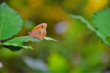 brown butterfly on leaf