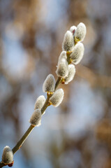 Willow buds in spring