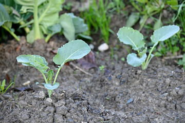 closeup the pair of ripe green cauliflower plant growing in the farm over out of focus brown background.