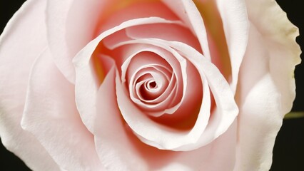 Macro shot of rose rose on dark background | Beauty cosmetics with rose oil commercial | Skin care product background