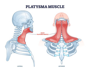 Platysma muscle as human neck and throat muscular system outline diagram. Labeled educational medical scheme with anatomical superficial muscule that overlaps sternocleidomastoid vector illustration.