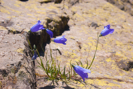 An Alpine bluebell flower between a rock in a mountain