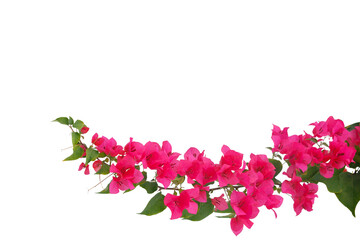 bougainvilleas isolated on white background. save with clipping path. - obrazy, fototapety, plakaty