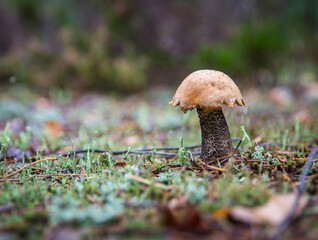 mushroom in the forest