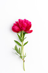 peony on  the white background