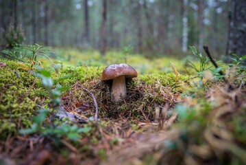 mushroom in the forest