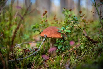 mushroom in the forest