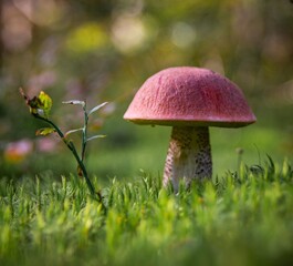 mushrooms in the grass
