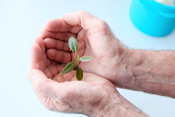 plant in hands