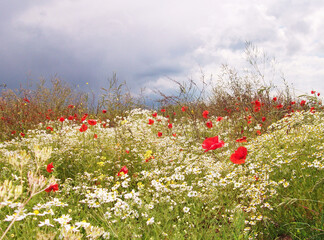 Poppies and daisies in the summertime.