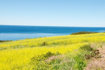 Fototapeta na wymiar Field of yellow blooming flowers overlooking Pacific ocean Malibu California