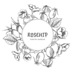 Background of branches, berries and wild rose flowers. Medicinal plant. Vector hand-drawn illustration.