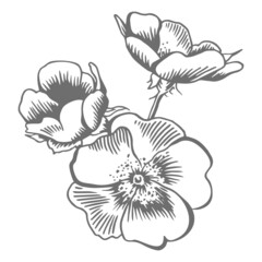 Drawing of wild rose flowers. Outline of a vector illustration isolated on a white background.