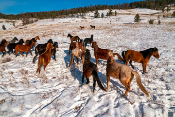 Free range farm, herd of horses walks through field in winter sunny day sunlight