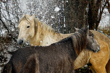 Pair of domestic horses (Equus ferus caballus) during winter