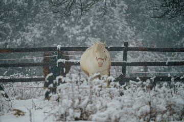 White domestic horse (Equus ferus caballus) in front of a fence during winter
