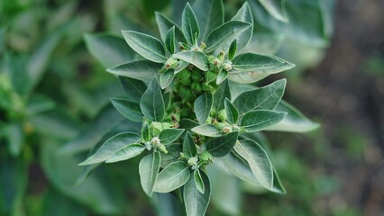 Withania somnifera plant known as Ashwagandha. Indian ginseng herbs, poison gooseberry, or winter...
