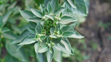 Withania somnifera plant known as Ashwagandha. Indian ginseng herbs, poison gooseberry, or winter cherry. Ashwagandha Benefits For Weight Loss and healthcare