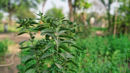 Withania somnifera plant known as Ashwagandha. Indian ginseng herbs, poison gooseberry, or winter cherry. Ashwagandha Benefits For Weight Loss and healthcare