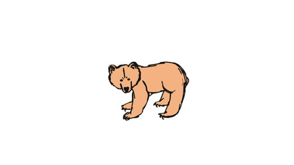 bear illustration