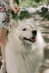 The language of the Samoyed dog. funny dog. dog with flower