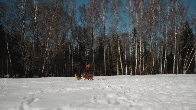 Woman owner of two purebred dogs is having fun outside on warm sunny winter day in snow. Australian and German Shepherd are playing with their human in park.