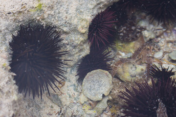 Urchin on the reef, close up. Underwater life. Marine life. Prickly black urchin under water...