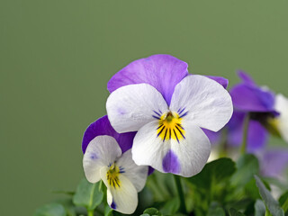 Nahaufnahme der Blüte eines Hornveilchens (Viola cornuta) freigestellt auf grünem Hintergrund