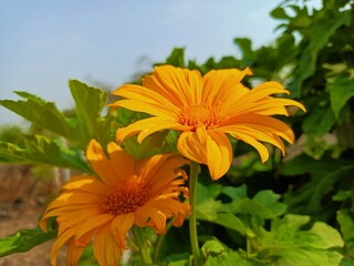 Mexican sunflower, marigold, Mexican tournesol, Mexican sunflower, Japanese sunflower, Nitobe chrysanthemum, Tithonia diversifolia, yellow flowers on plant