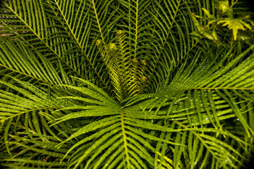 fern leaves