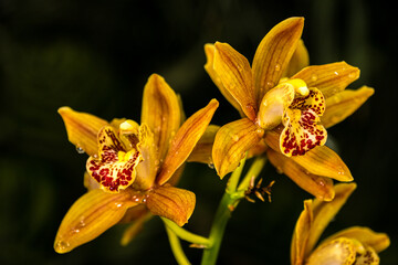 yellow orchid flower