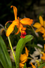 orange orchid flower