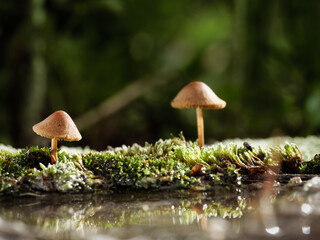 Mushrooms growing on moss are reflected in the water.