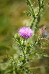 Closeup of spiny plumeless thistle flower with selective focus on foreground