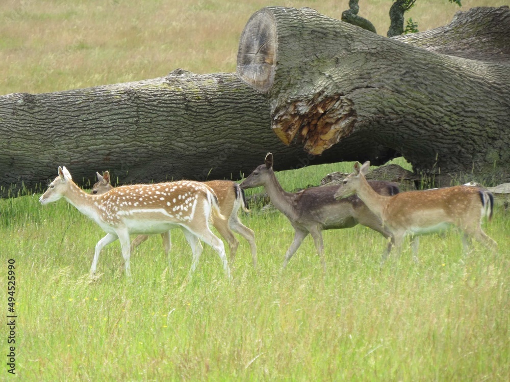 Canvas Prints beautiful fallow deer in the English countryside