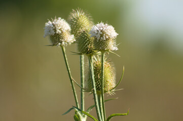Obraz premium Closeup of cutleaf teasel flower and seeds with green blurred background