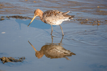 black tailed godwit in the sea with a reflection and shadow