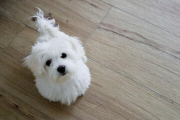 4 month old Maltese dog sits on the floor
