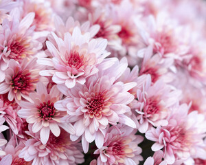 Pink Chrysanthemum soft focus. Close up of chrysanthemum flowers. Flower head. Bouquet of pink autumn Chrysanthemum. Spring flowers. Top view. Texture and background. Floral background. Postcard