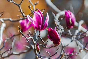 Close up of pink Magnolia liliiflora under the ray of sunlight