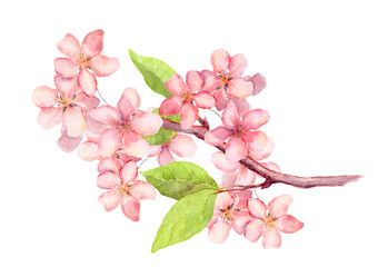 Branch of apple blossom, cherry tree flowers sakura . Vintage watercolor botanical illustration