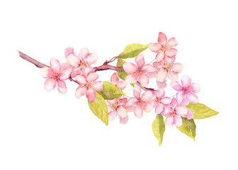 Branch of apple blossom, cherry tree flowers sakura . Vintage watercolor botanical illustration © zzorik