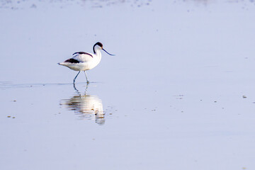 Pied avocet (recurvirostra avosetta) wading in water