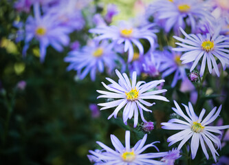 Selective focus shot of purple Asters in the flower borders at RHS Wisley Gardens