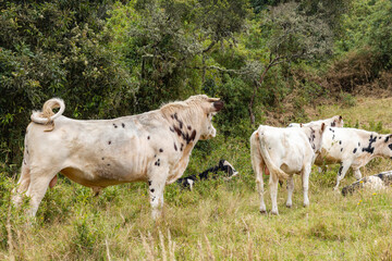 Novillos de engorde de color blanco en el campo colombiano 