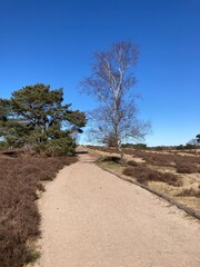 Wanderweg in der Westruper Heide 