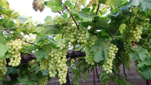 Malegaon, India 23rd March 2022:  Grape field growing for export. Vineyard. Winter scenery with vineyard rows. Grapes plantation. A farm in a remote village where people do traditional farming.