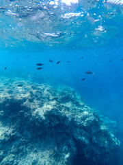 Naklejka na ściany i meble Underwater landscape with fishes and wildlife in the Adriatic Sea of Salento, Apulia Italy