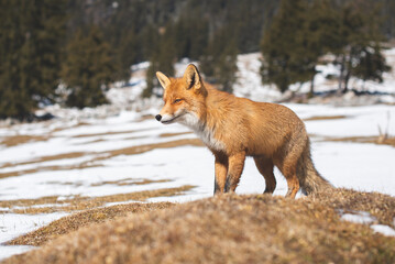 Portrait od red fox in winter