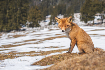 Portrait od red fox in winter